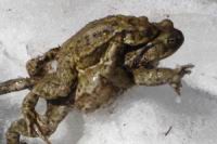 Crapaud  (Photo D. Mrugala) (2)